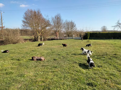 Elevage de chiens en semi-liberté dans la campagne champenoise